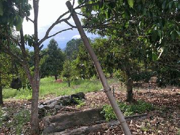 ขายด่วน ลดราคา ที่ดินสวนทุเรียนเมืองระยอง วิวภูเขา ติดแหล่งน้ำธรรมชาติ ใกล้ทะเล เนื้อที่ 4 ไร่กว่า โทร 0852619111 เจ้าของขายเอง